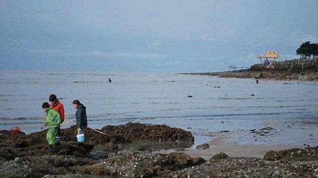 Pêche à pied 